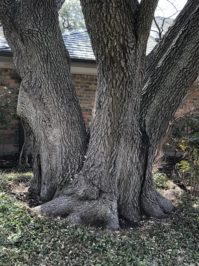 Mature heritage tree close to a Battle Mountain property cared for by certified arborists